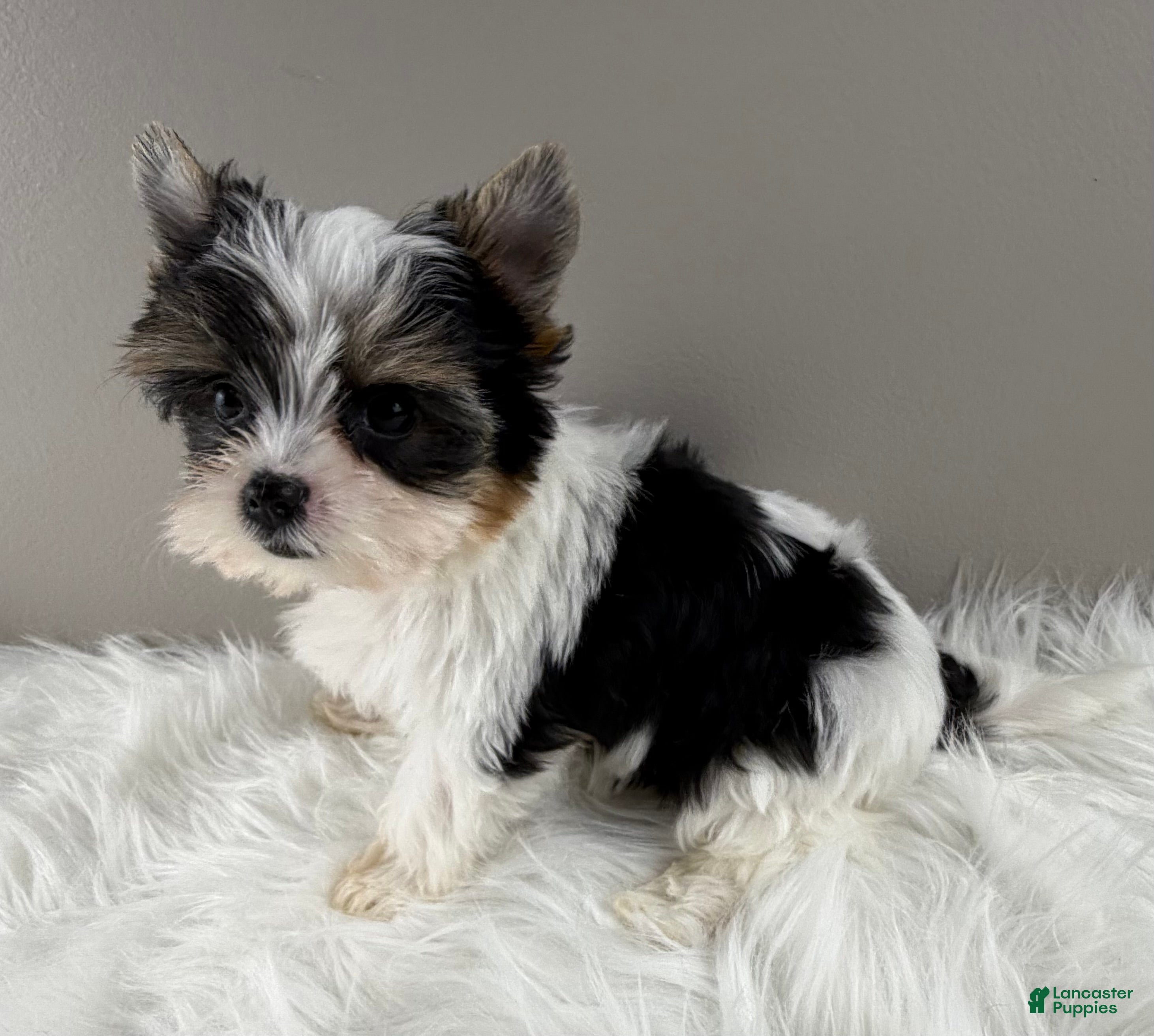 Yorkshire Terrier dogs Fiona - Ad 2