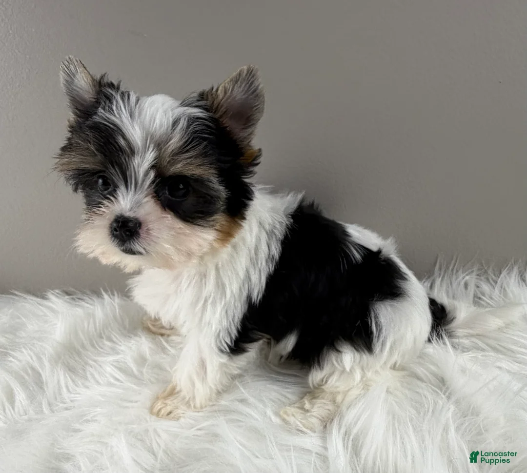 Yorkshire Terrier dogs for sale: Fiona - Ad 2