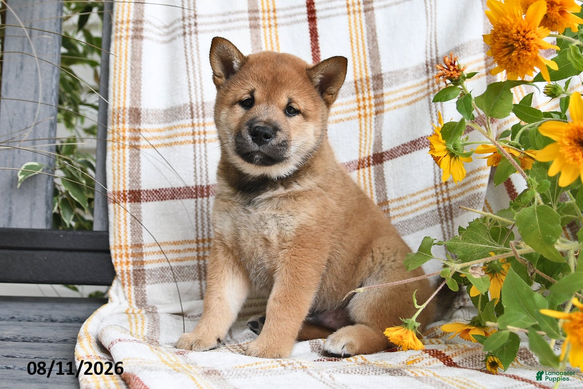 Shiba Inu dogs Brownie - Ad 1