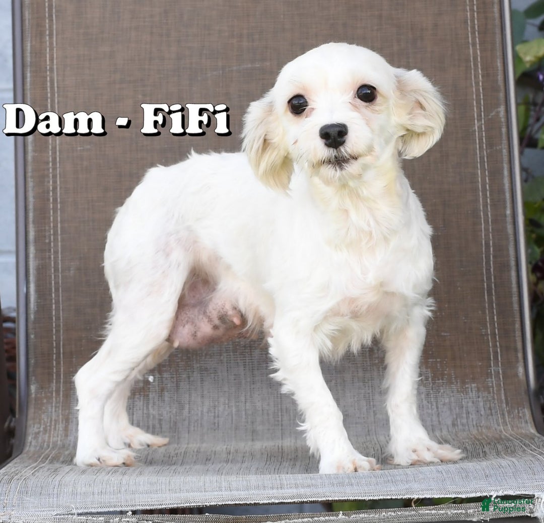 Havanese dogs for sale: Freddy - Ad 10