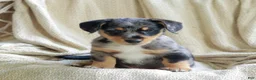 Mixed Breed dogs for sale: Orlando - Ad 1