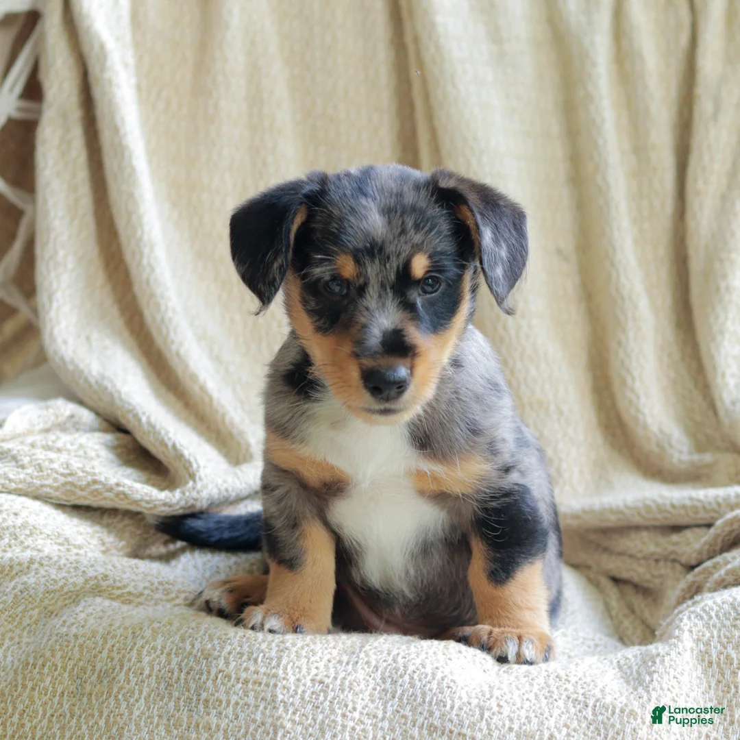 Mixed Breed dogs for sale: Orlando - Ad 1