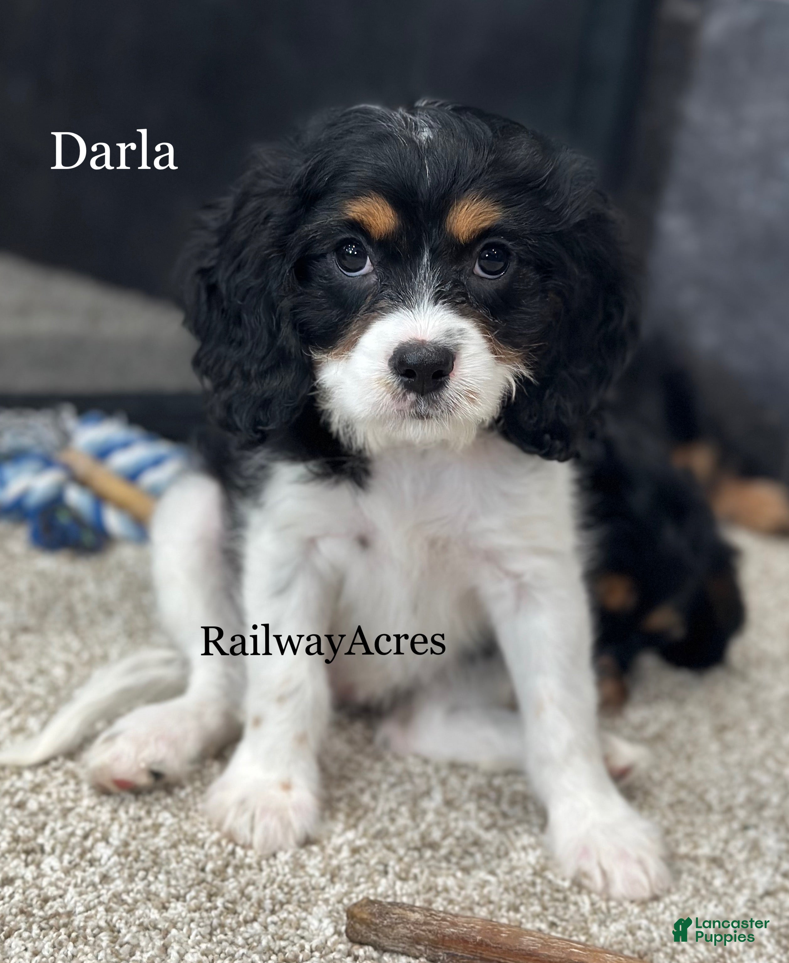 Cavapoo dogs Darla - Ad 37