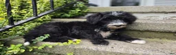 Mini Sheepadoodle dogs for sale: Smiley - Ad 8