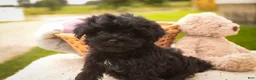 Havanese dogs for sale: Maltilda Havanese - Ad 8