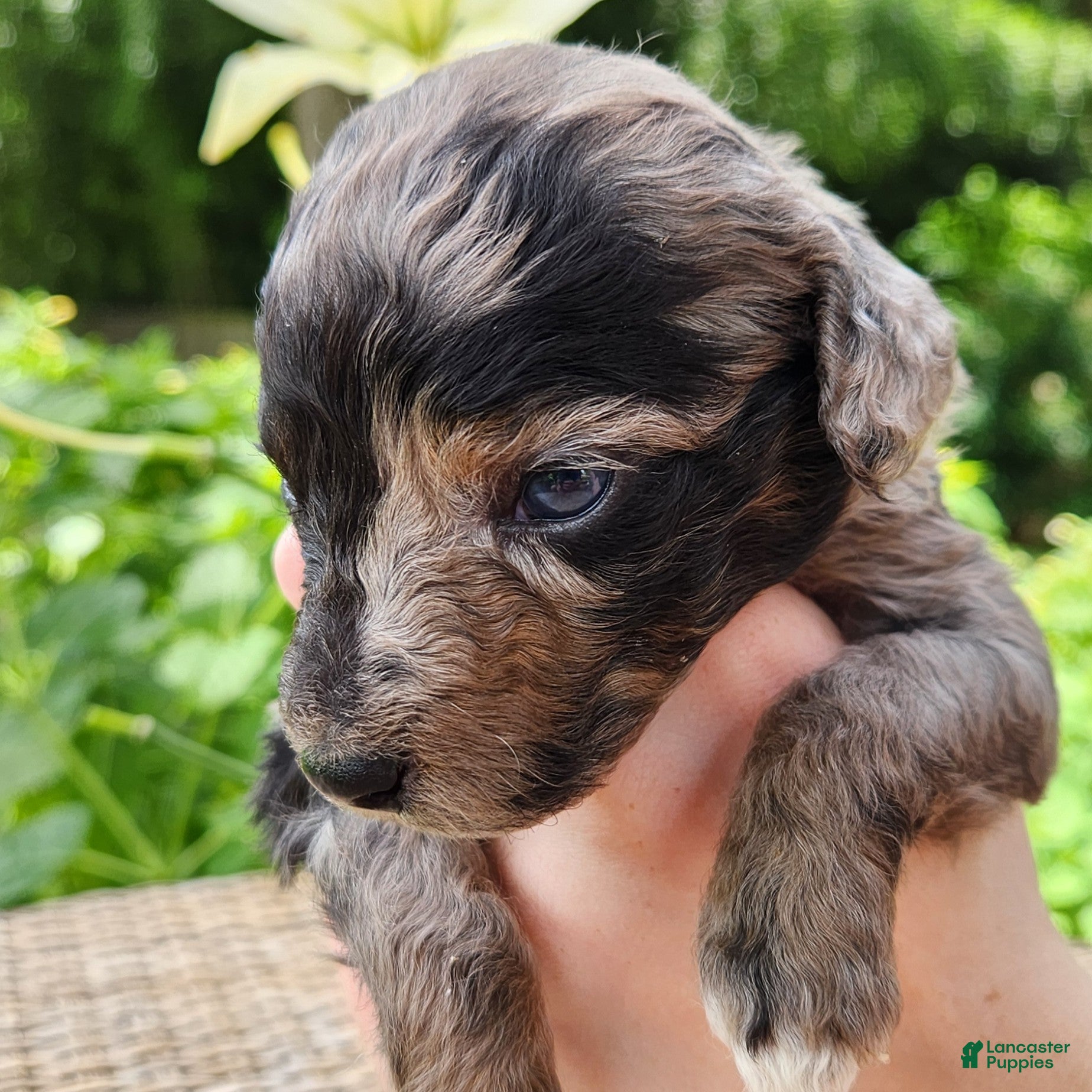 Mini Aussiedoodle dogs Pixie - Female Blue Merle - Mini-Aussiedoodle - Ad 2