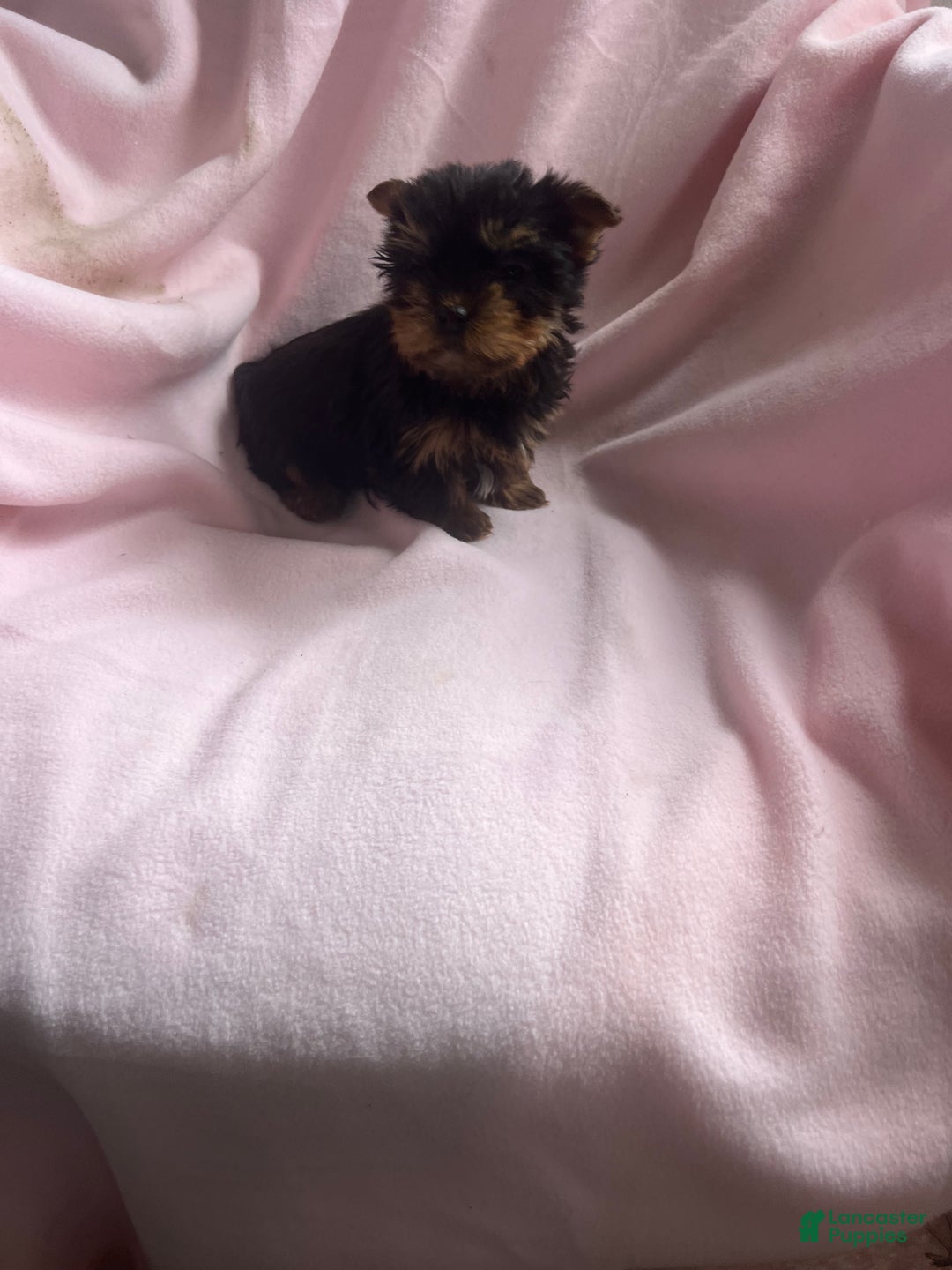 Yorkshire Terrier dogs for sale: Sally Sue - Ad 9