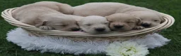 Golden Retriever dogs for sale: Daisy  - Ad 4