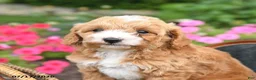 Mini Goldendoodle dogs for sale: Buttons - Ad 3