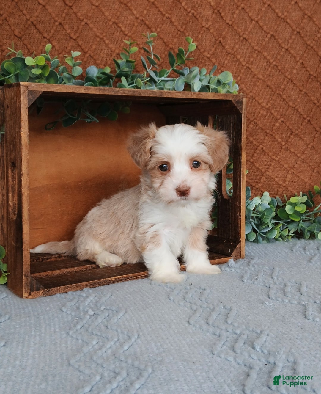 Havanese dogs for sale: Josie  - Ad 1