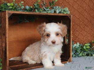 Havanese dogs Josie - Ad 8