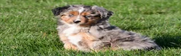 Miniature Australian Shepherd dogs for sale: Austin - Ad 3