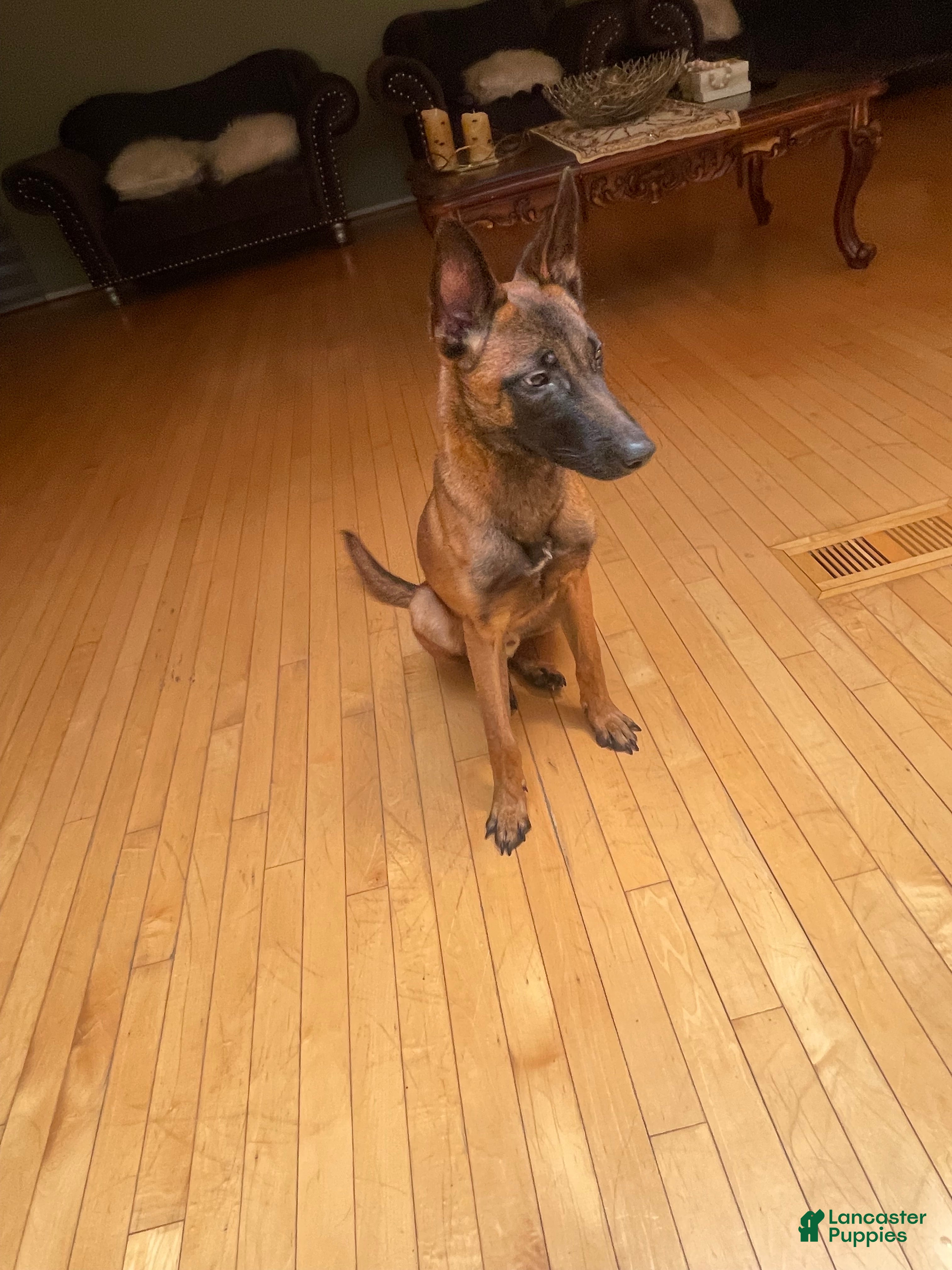Belgian Malinois dogs Belgian Malinois 1 - Ad 27
