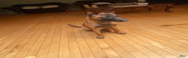 Belgian Malinois 1