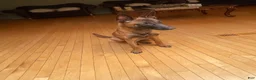 Belgian Malinois dogs for sale: Belgian Malinois 1 - Ad 1