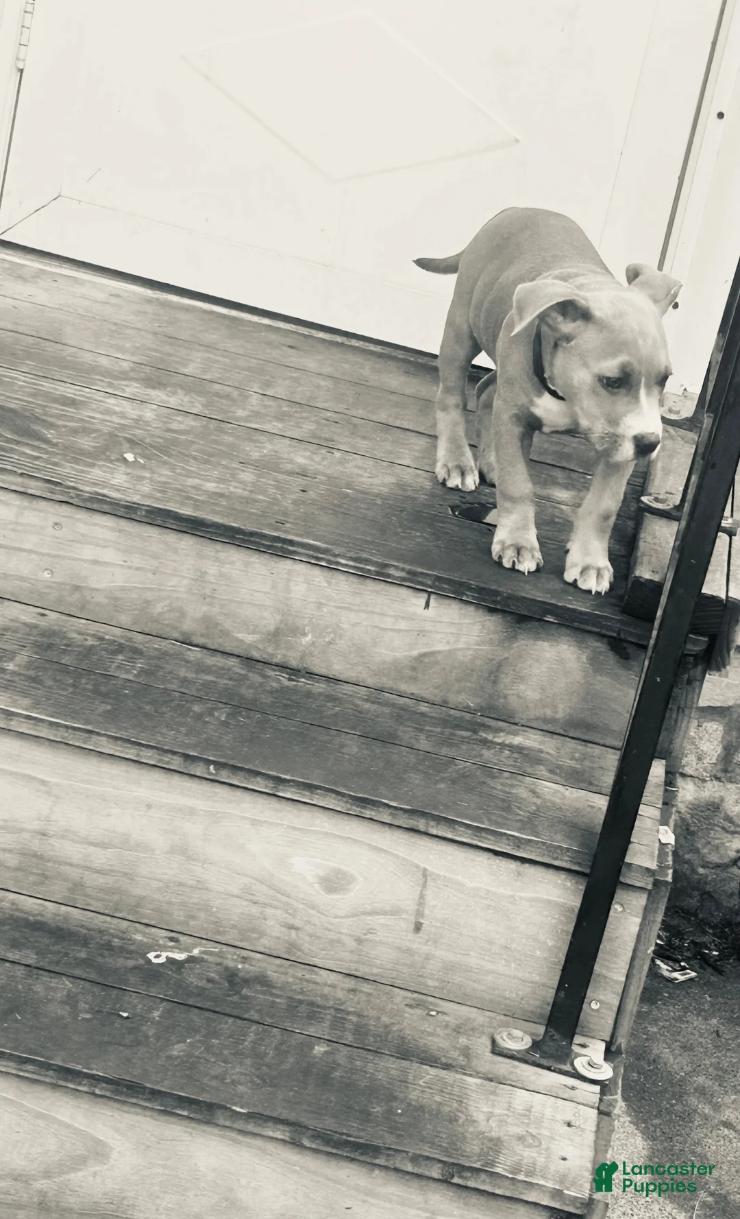 Mixed Breed dogs for sale: Mixed Breed 1 - Ad 1