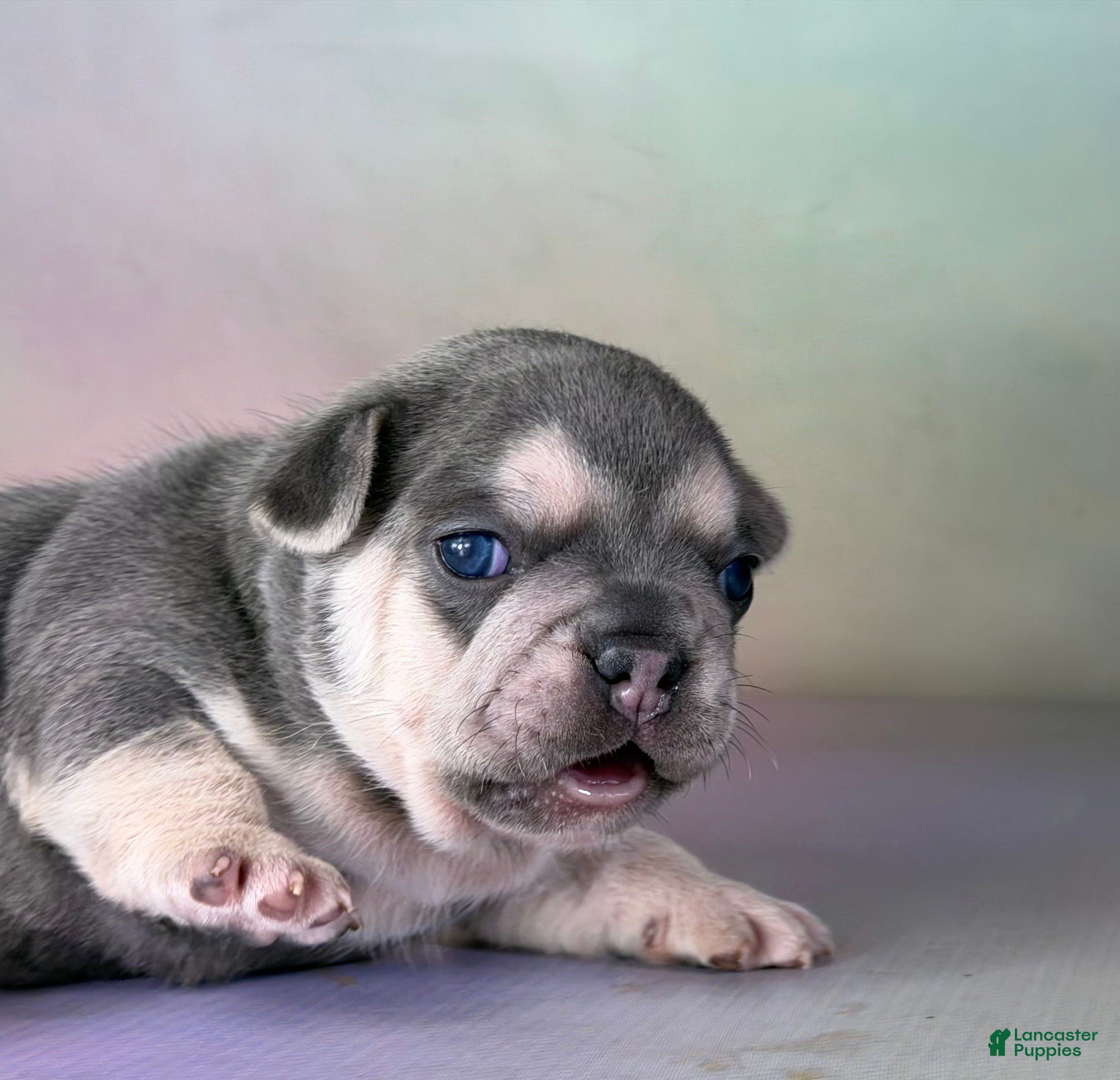 Mixed Breed dogs Jane 88/12 DNA - Ad 2