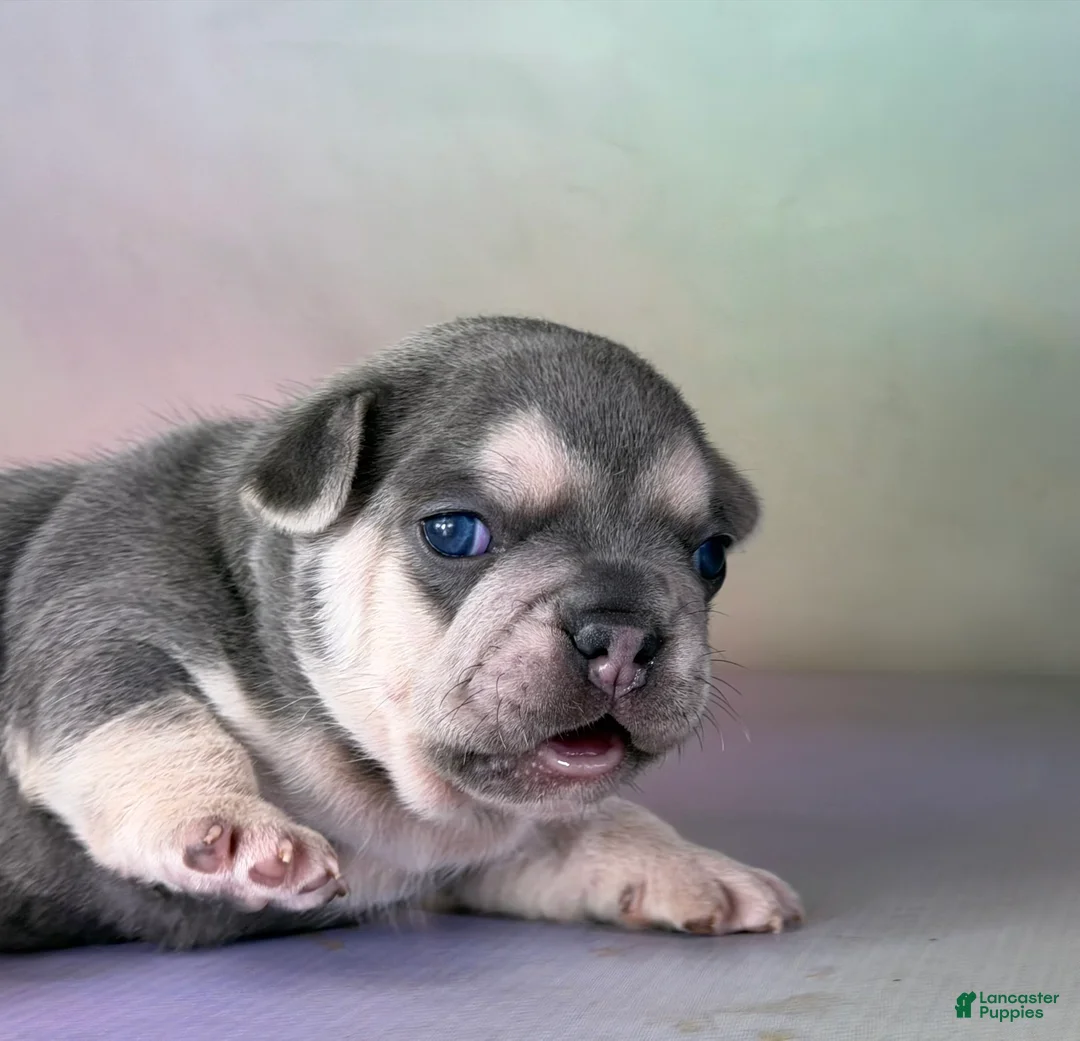 Mixed Breed dogs for sale: Jane 88/12 DNA - Ad 2