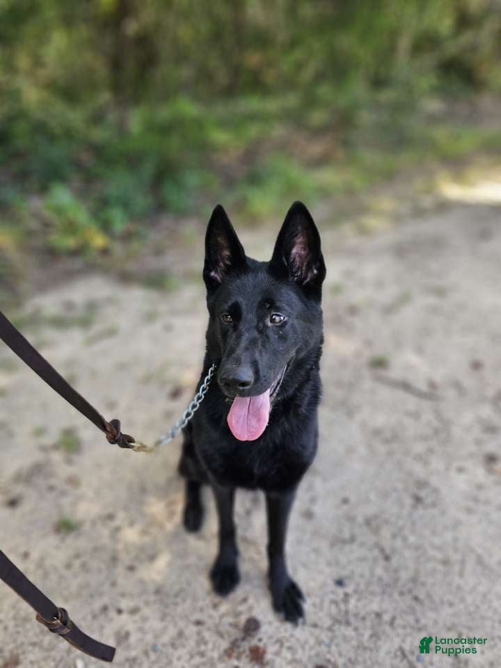 German Shepherd dogs Jisha - GiGi - Ad 2
