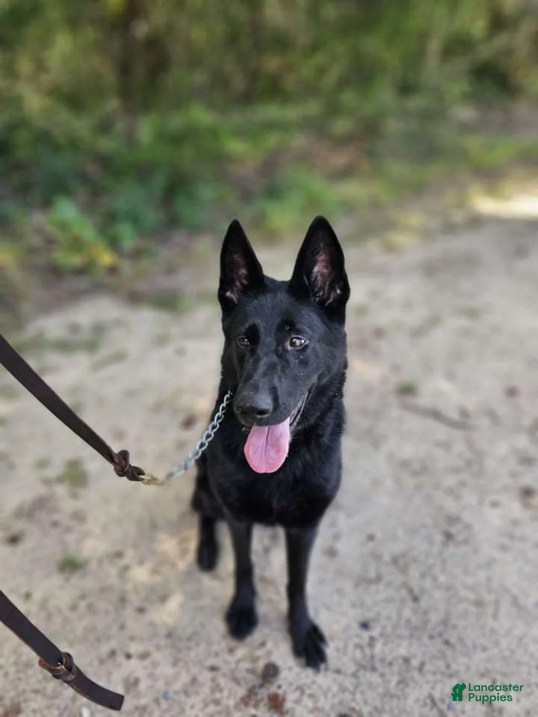 German Shepherd dogs for sale: Jisha - GiGi - Ad 2