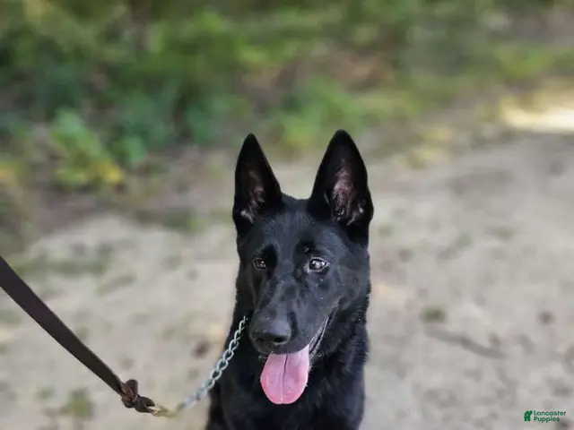 German Shepherd dogs for sale: Jisha - GiGi - Ad 2