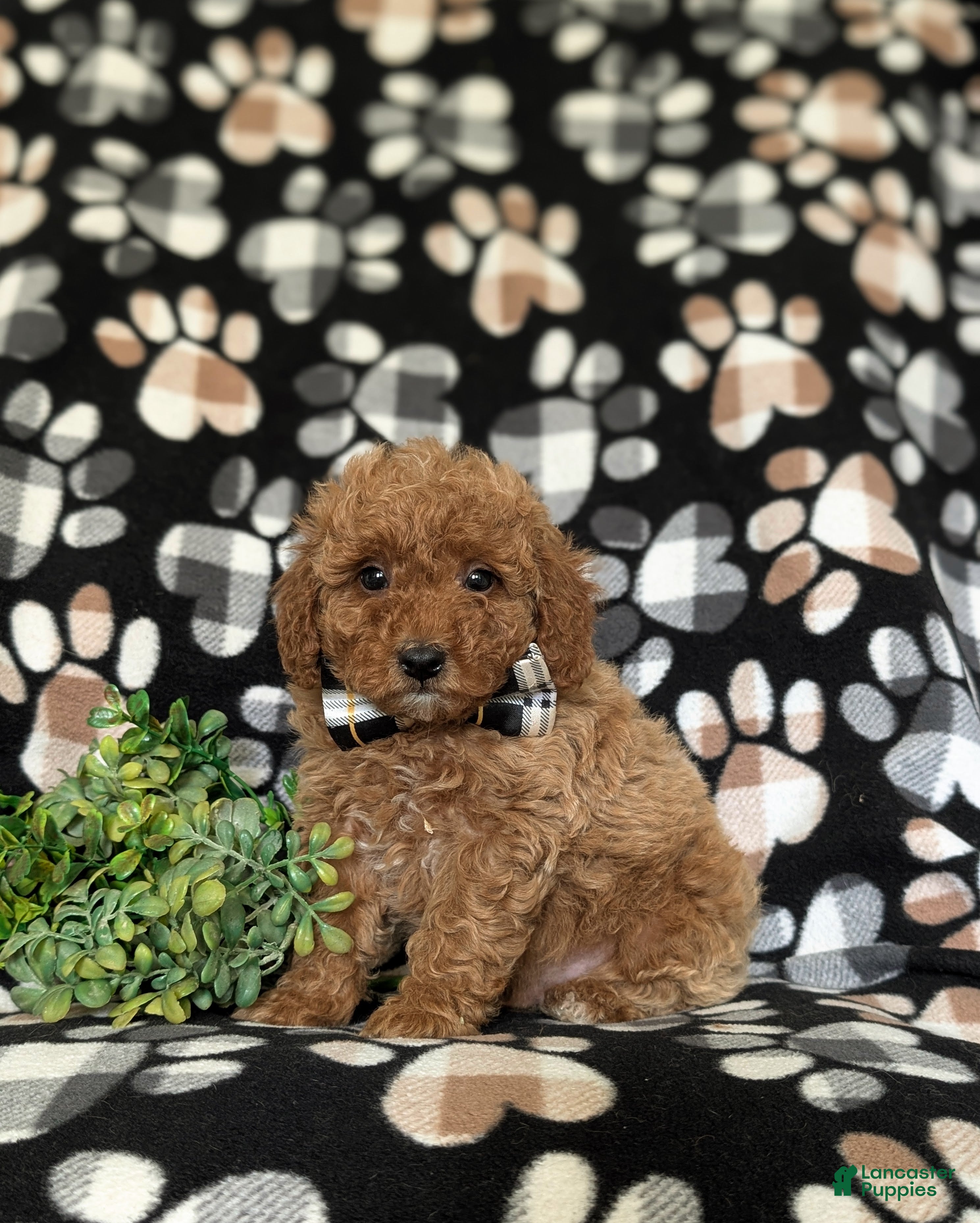 Miniature Poodle dogs Sniper - Ad 2