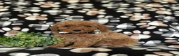 Miniature Poodle dogs for sale: Sniper - Ad 2