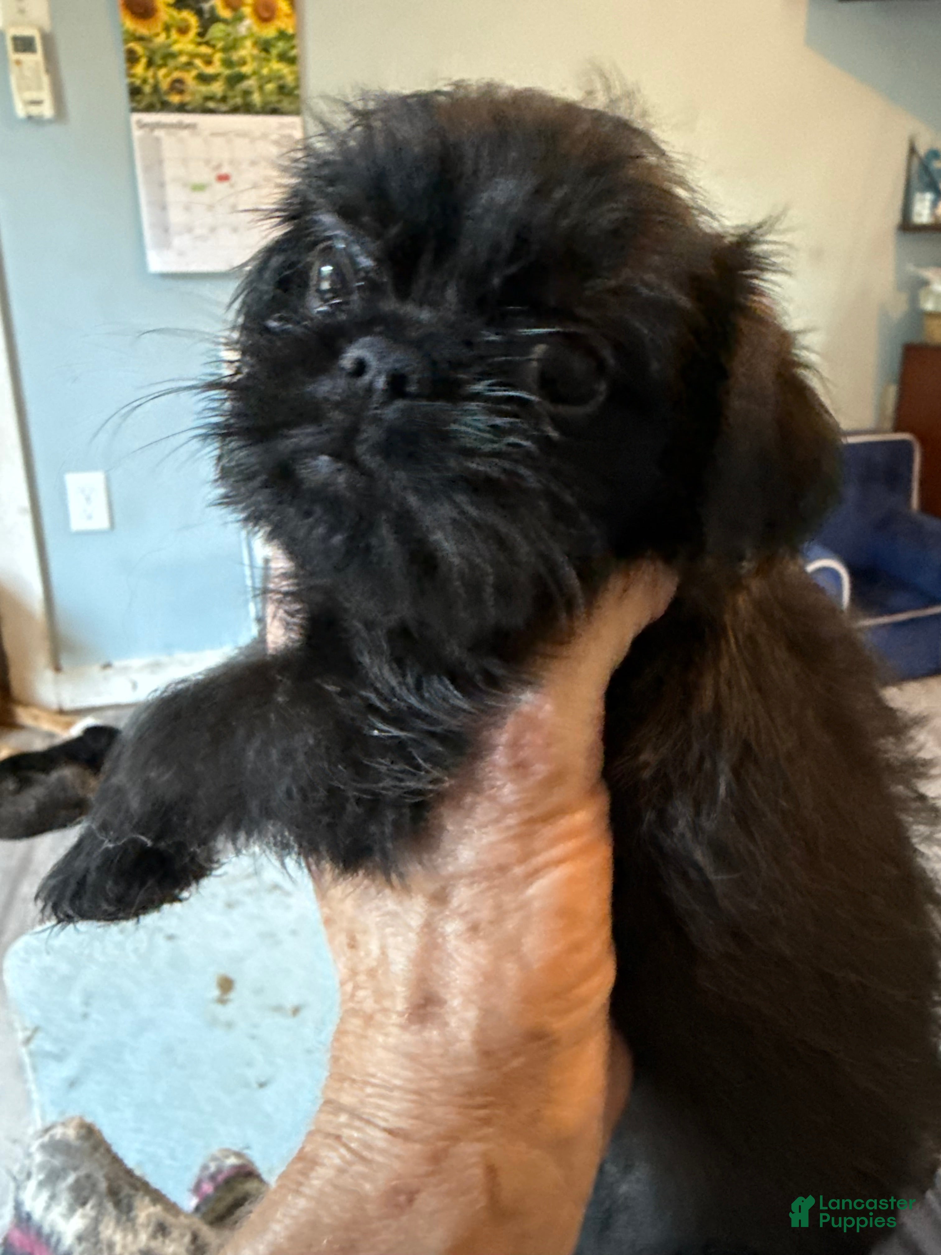 Fallon (Griffon Bruxellois, Female) in Westampton Township, NJ