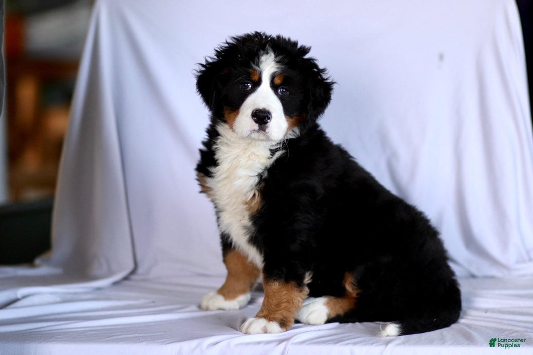 Bernese Mountain Dog dogs for sale: Serena - Ad 1