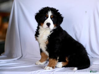 Bernese Mountain Dog dogs Serena - Ad 26