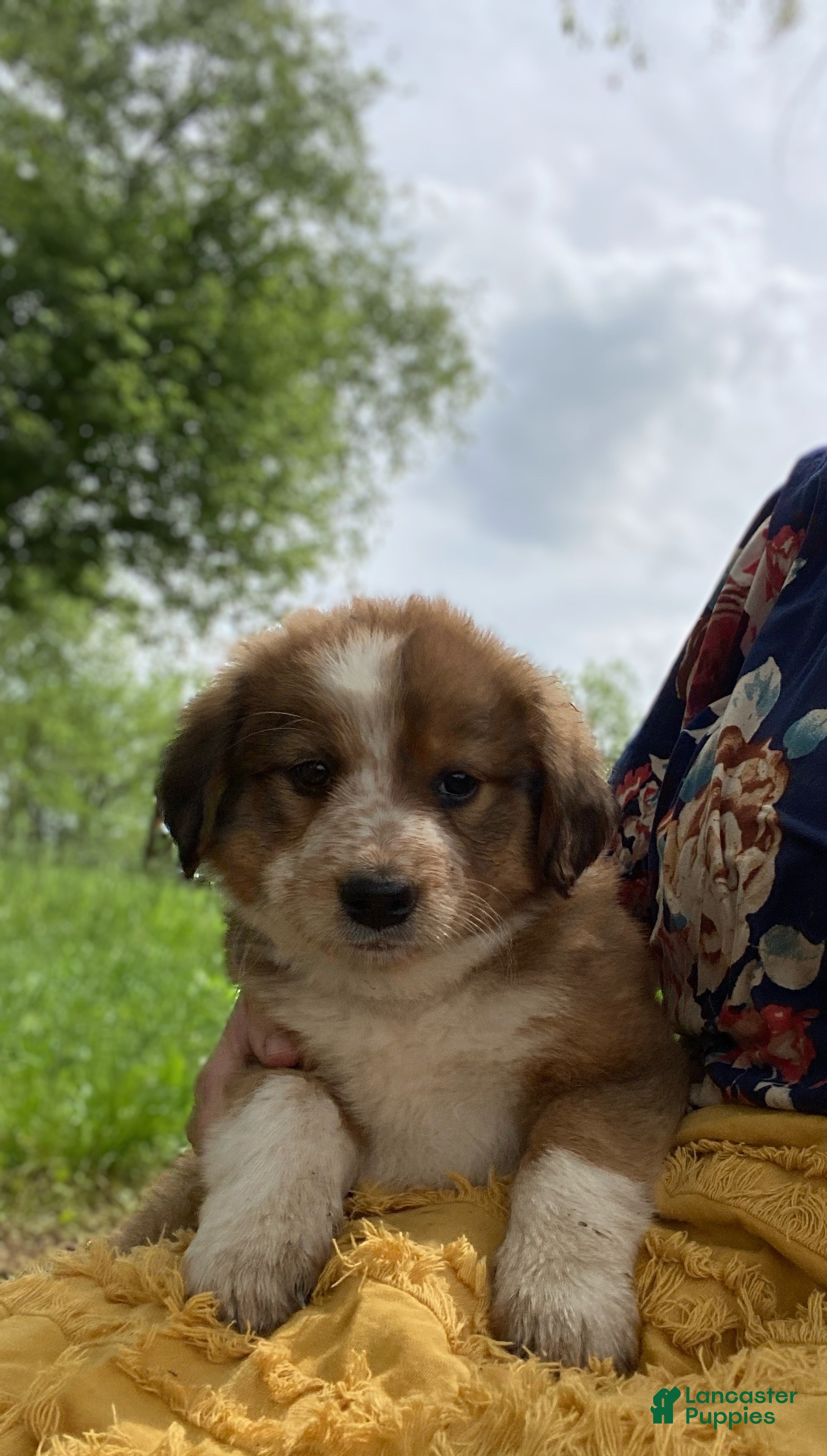 Mixed Breed dogs for sale: ♥️NELLIE MAE♥️ - Ad 9