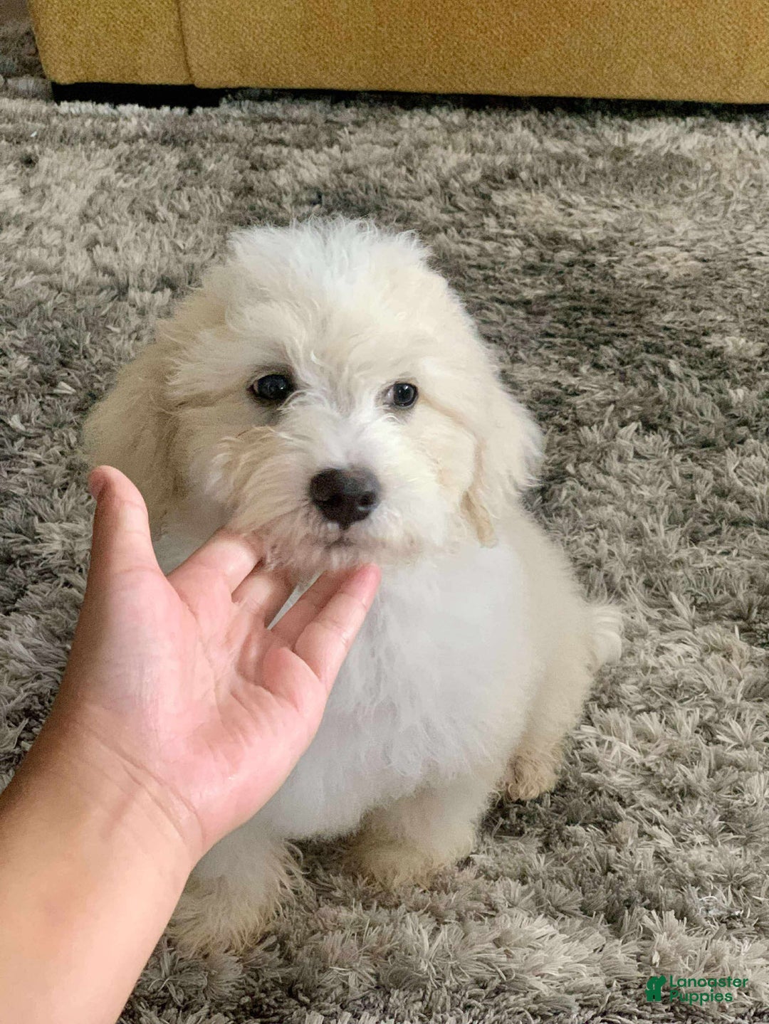 Miniature Poodle dogs for sale: Leo - Ad 8