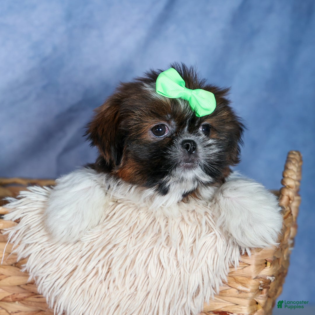 Shih Tzu dogs for sale: MARLEY - Ad 12