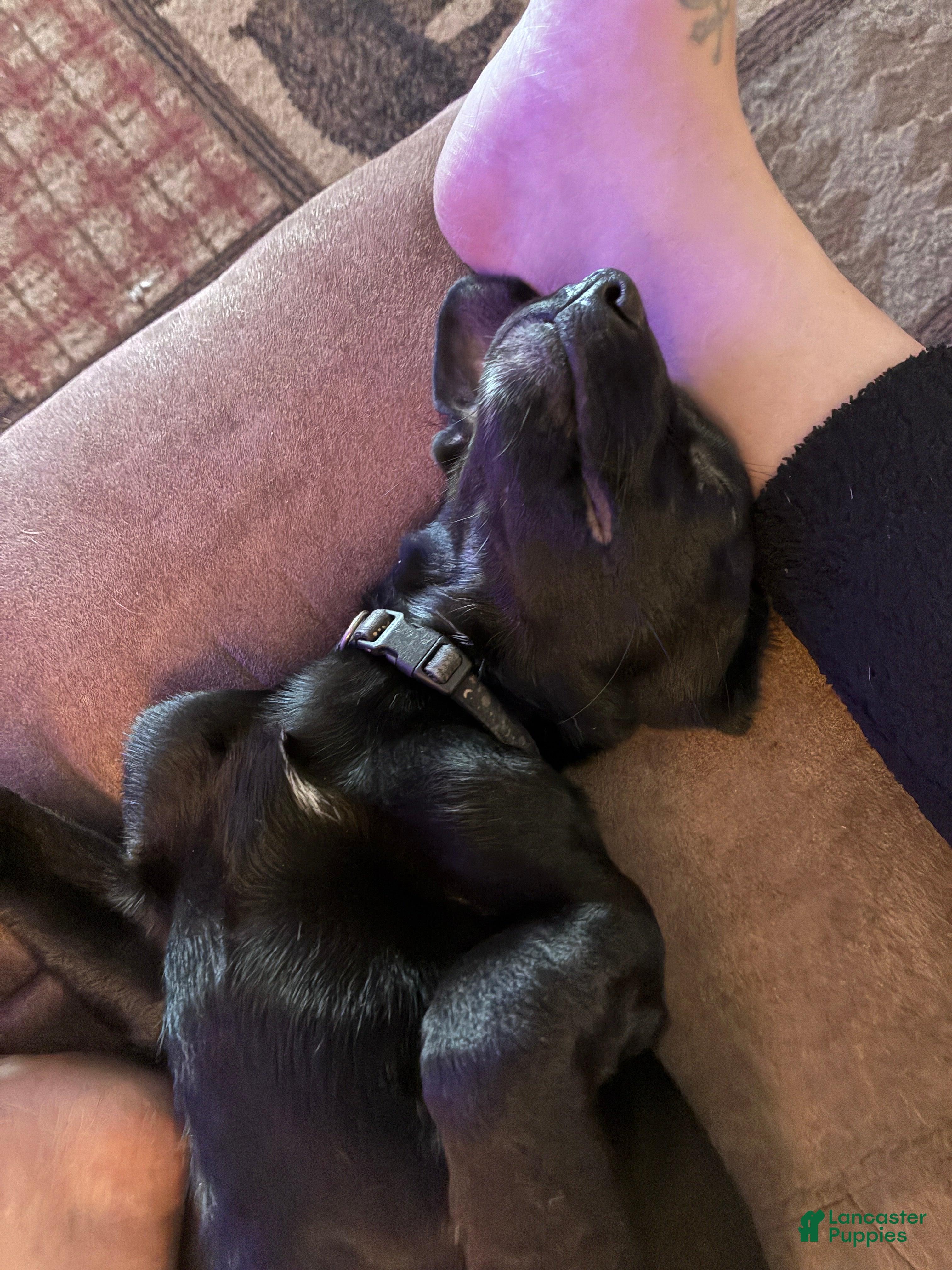 Mixed Breed dogs Zoey - Ad 5