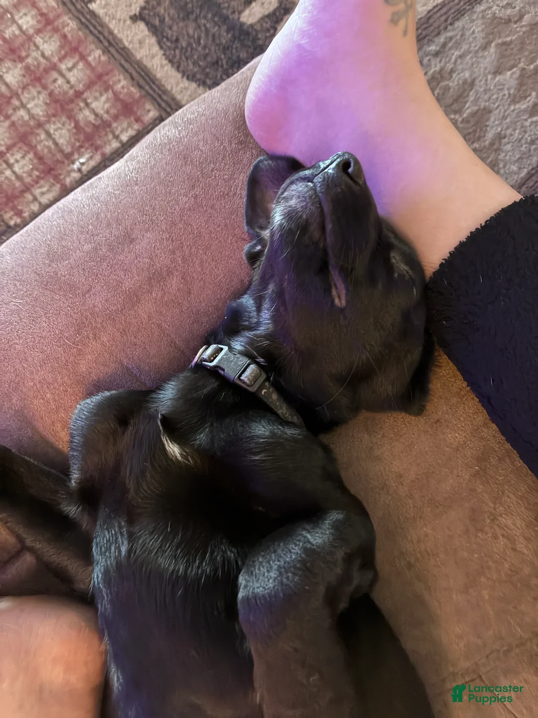 Mixed Breed dogs for sale: Zoey - Ad 1