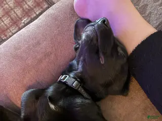 Mixed Breed dogs for sale: Zoey - Ad 3