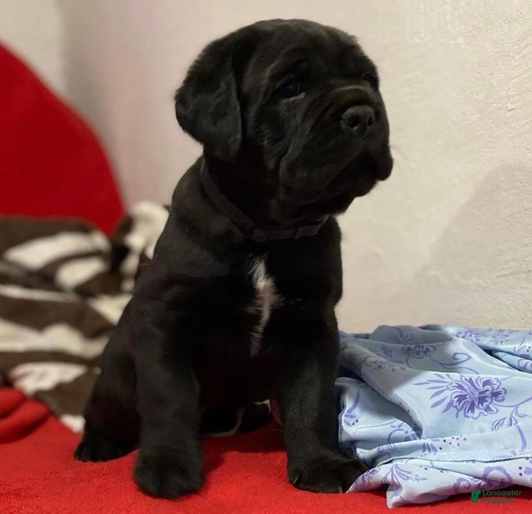 Cane Corso dogs for sale: Titan - Ad 2