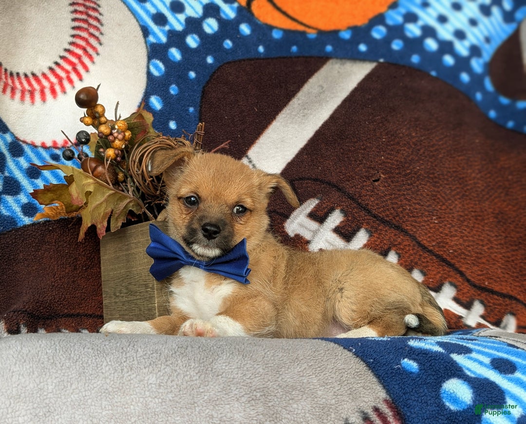 Mixed Breed dogs for sale: Rex 10 lbs Full Grown - Ad 4