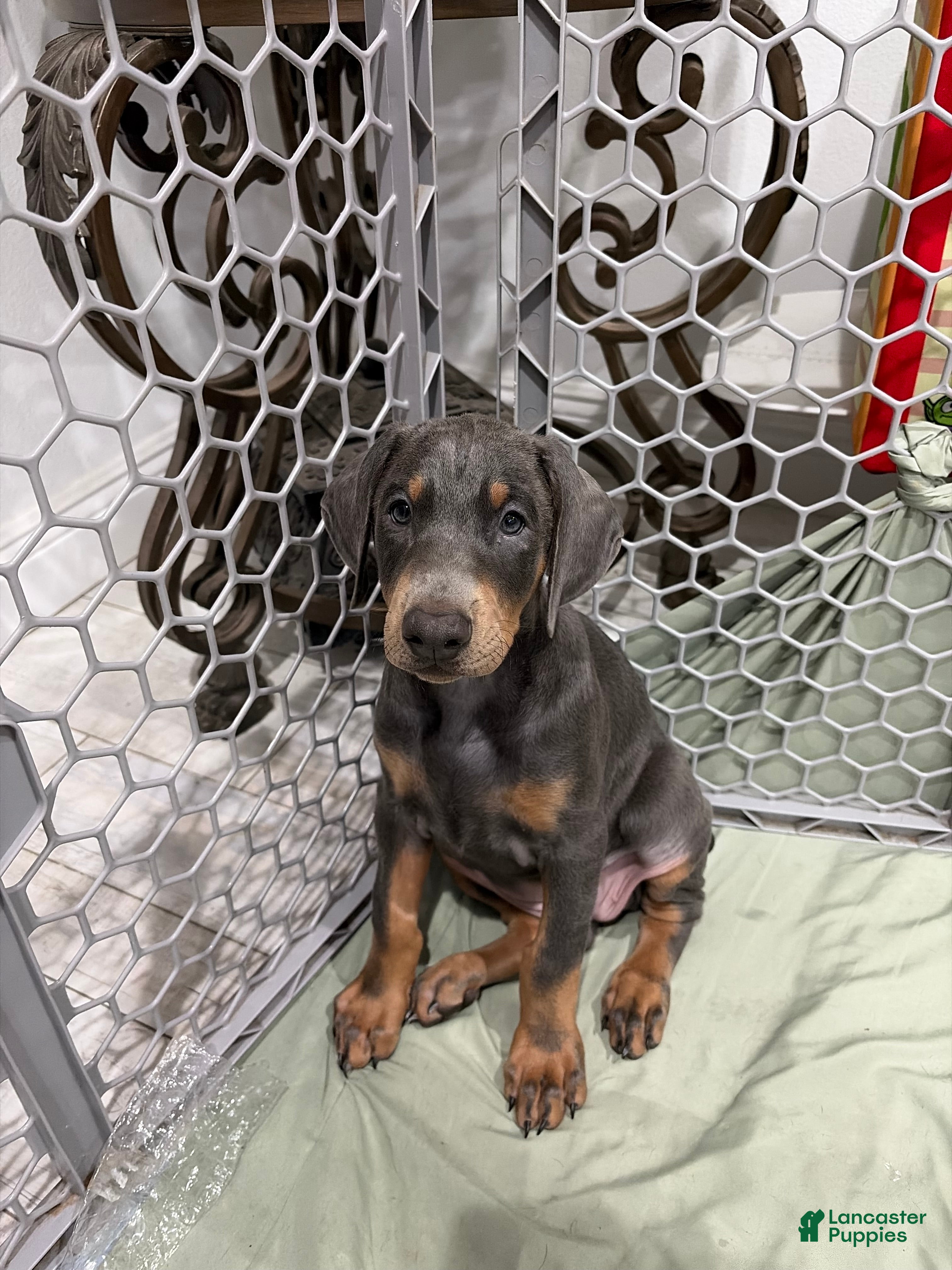 Doberman Pinscher dogs for sale: Girl - Ad 1