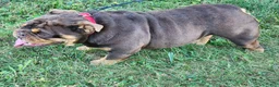 English Bulldog dogs for sale: Alexa - Ad 4