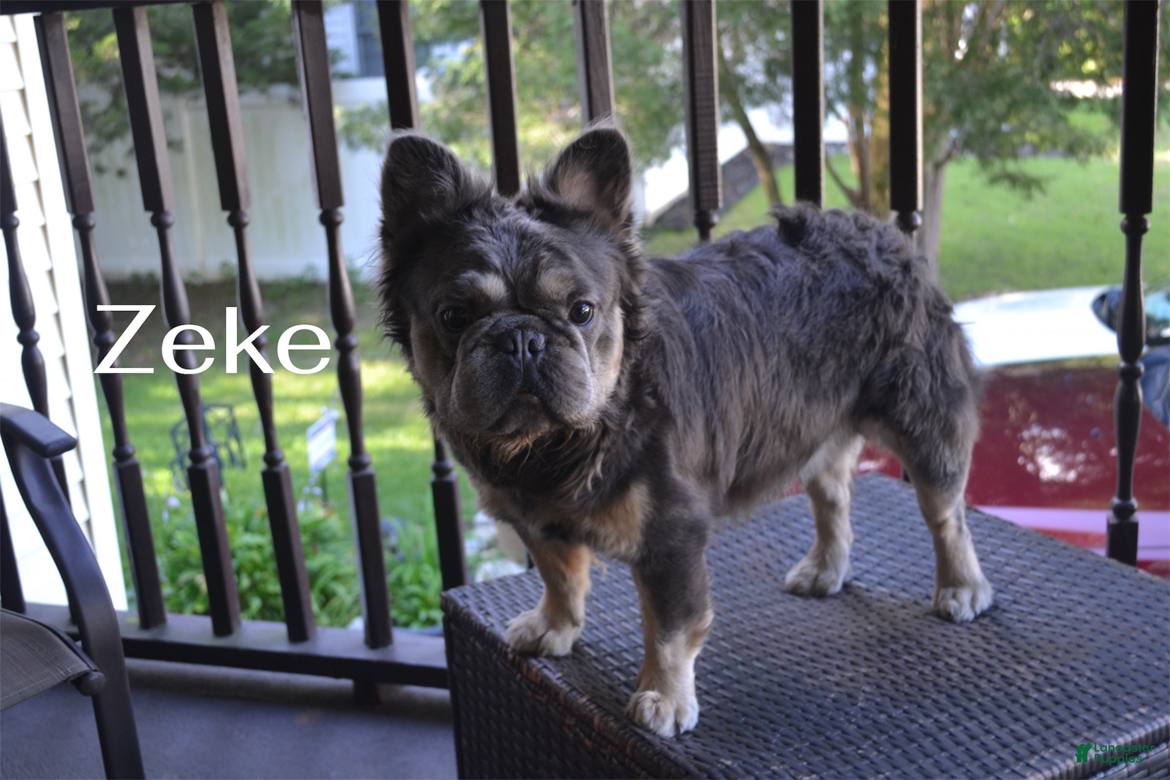 French Bulldog dogs Zekes - Ad 12