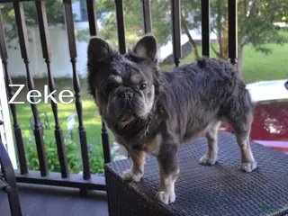 French Bulldog dogs Zekes - Ad 12