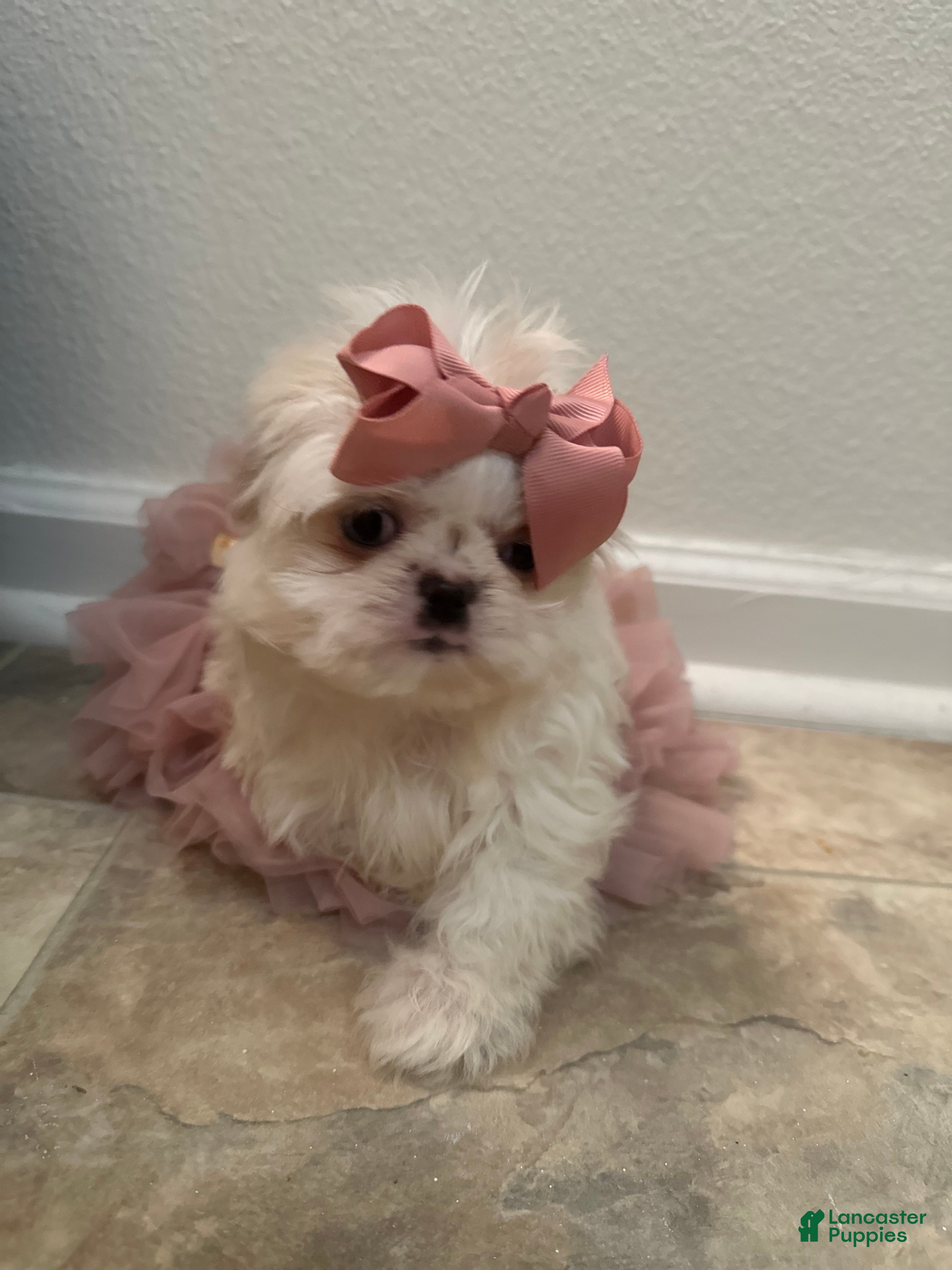 Shih Tzu dogs Minnie  - Ad 33