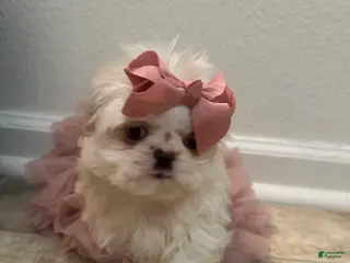 Shih Tzu dogs Minnie - Ad 33