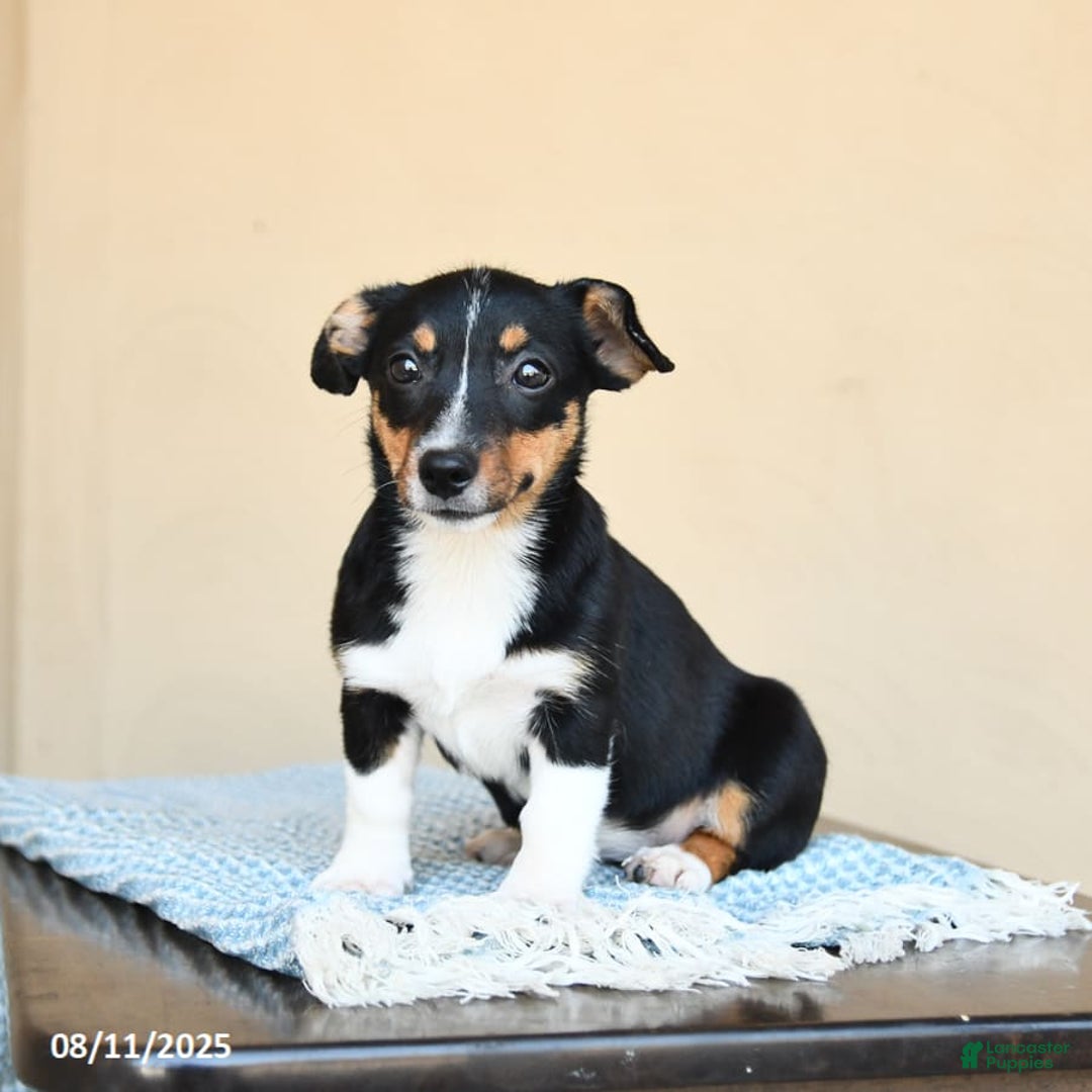 Terrier Mix Beagle And Corgi Mix Puppies Corgi And Greyhound Mix Sales