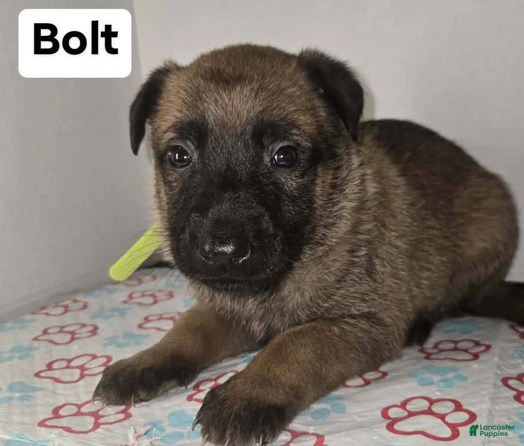 Belgian Malinois dogs for sale: Belgian Malinois Puppy 4 (Bolt) - Ad 1