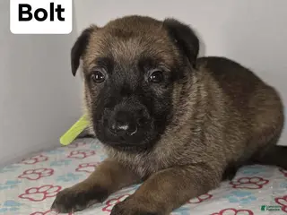 Belgian Malinois dogs Belgian Malinois Puppy 4 (Bolt) - Ad 20