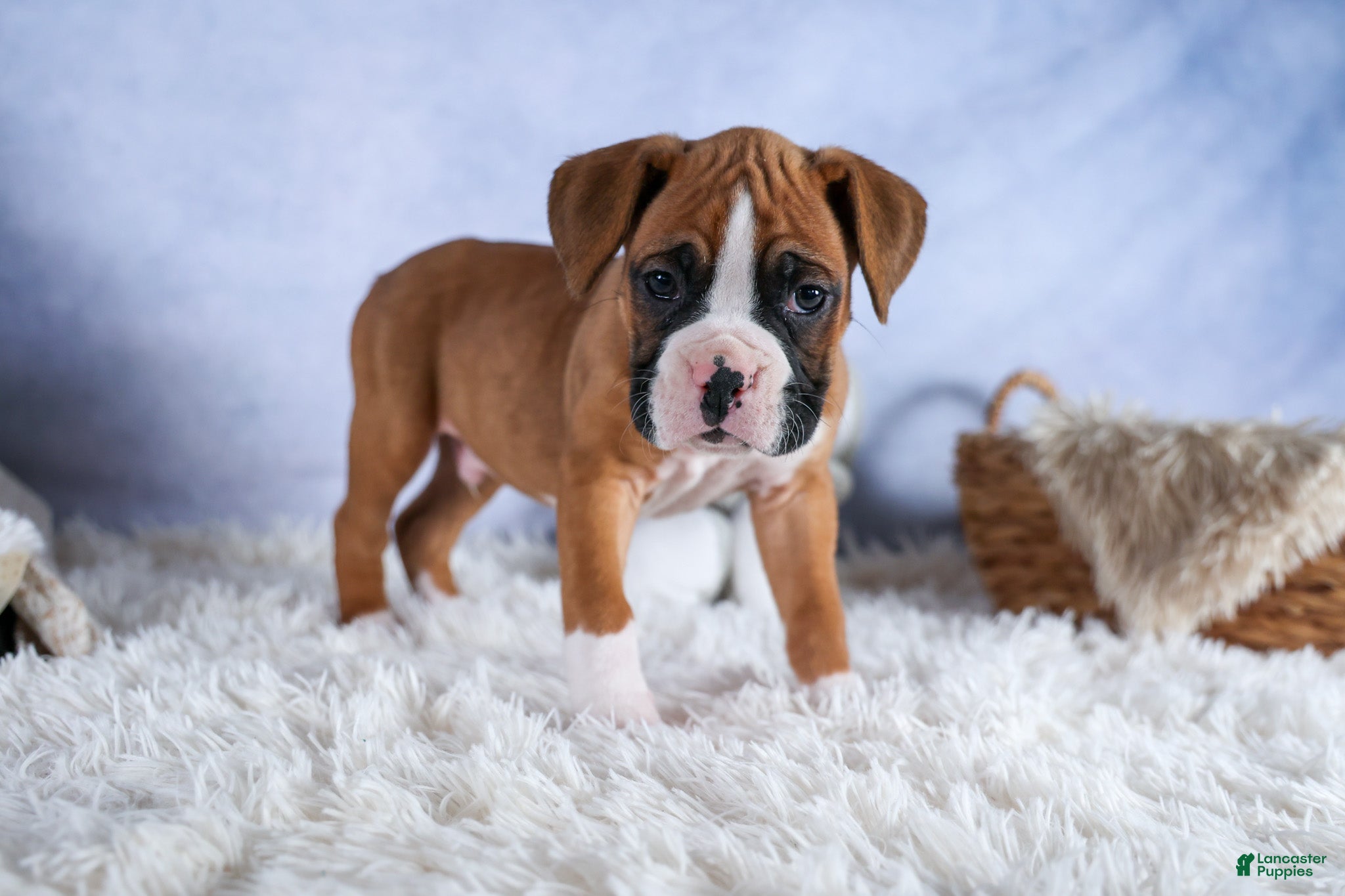 Boxer dogs Sawyer - Ad 1