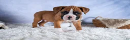 Boxer dogs for sale: Sawyer - Ad 1