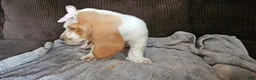 Basset Hound dogs for sale: Basset Hound 4 - Ad 7